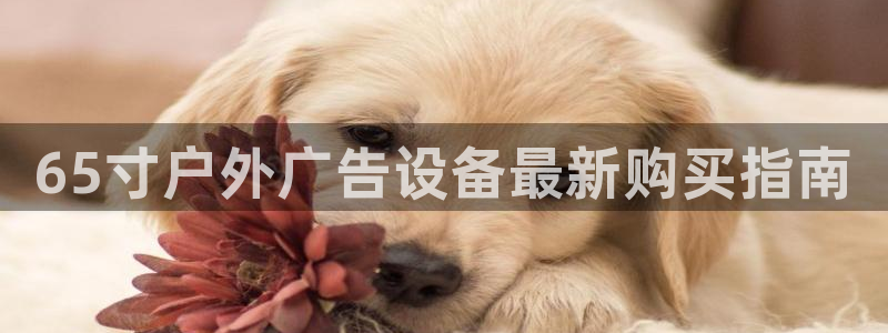 杏宇官方平台官网下载：65寸户外广告设备最新购买指南